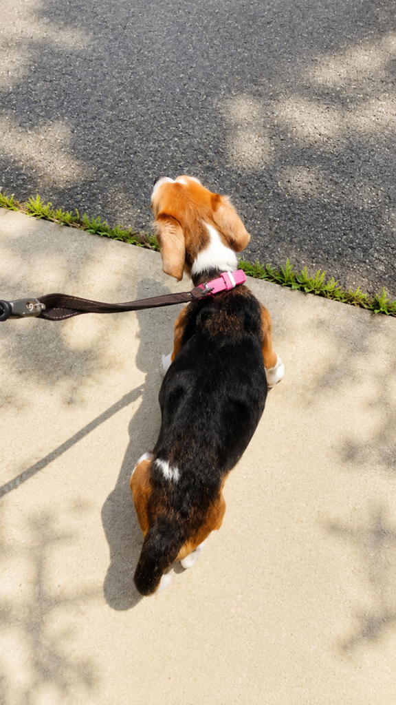 一緒に歩いた時間を思い出すビーグル犬めろの後ろ姿